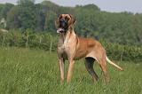 DOGUE ALLEMAND 510
